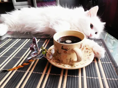 Кошка С Кофе И Багетом — стоковые фотографии и другие картинки Багет -  Багет, Домашняя кошка, Кофе - напиток - iStock
