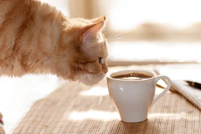 Кот с чашкой кофе, созданное изображение ai | Премиум Фото