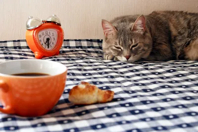 Кот с чашкой кофе | Премиум Фото