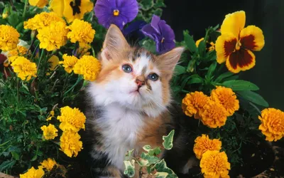 Кот и цветы - графика, картина на заказ