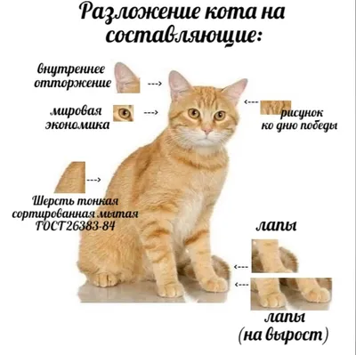 Схема вышивки «Кот ученый» (№2490644) - Вышивка крестом