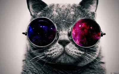 Кот в очках космос обои (43 фото) » Интересные идеи, обои и много картинок  - lubok.club