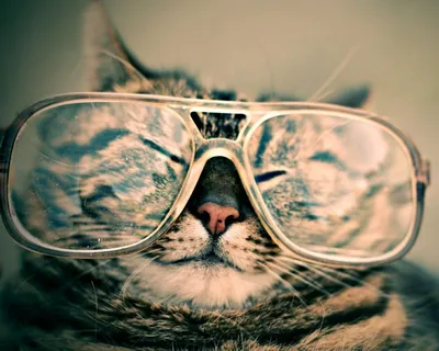 Кот в очках обои - 67 фото