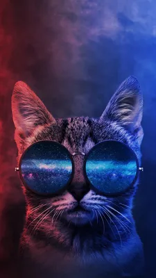 Кот в космических очках - фото и картинки abrakadabra.fun