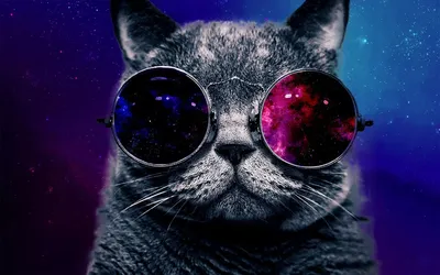 Пухлый кот в очках отражающих космос - Posters.md — интернет-магазин  фотообоев, картин и постеров