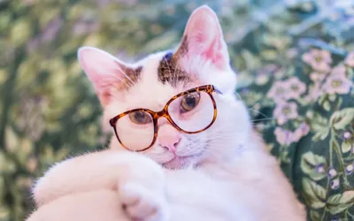 красочный кот в очках на темном фоне, крутые обои картинки, классная  поверпойнт, Круто фон картинки и Фото для бесплатной загрузки