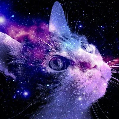 Картина “Киберпанк: Кот-искатель приключений” | PrintStorm