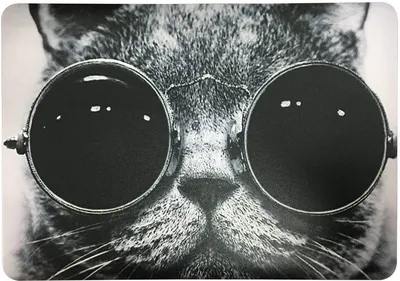 Кот в очках на фиолетовом фоне - картинки и фото koshka.top