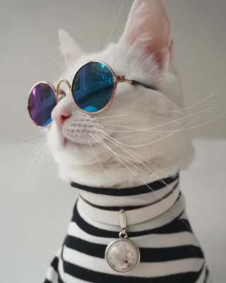 Кошка в очках - 66 фото