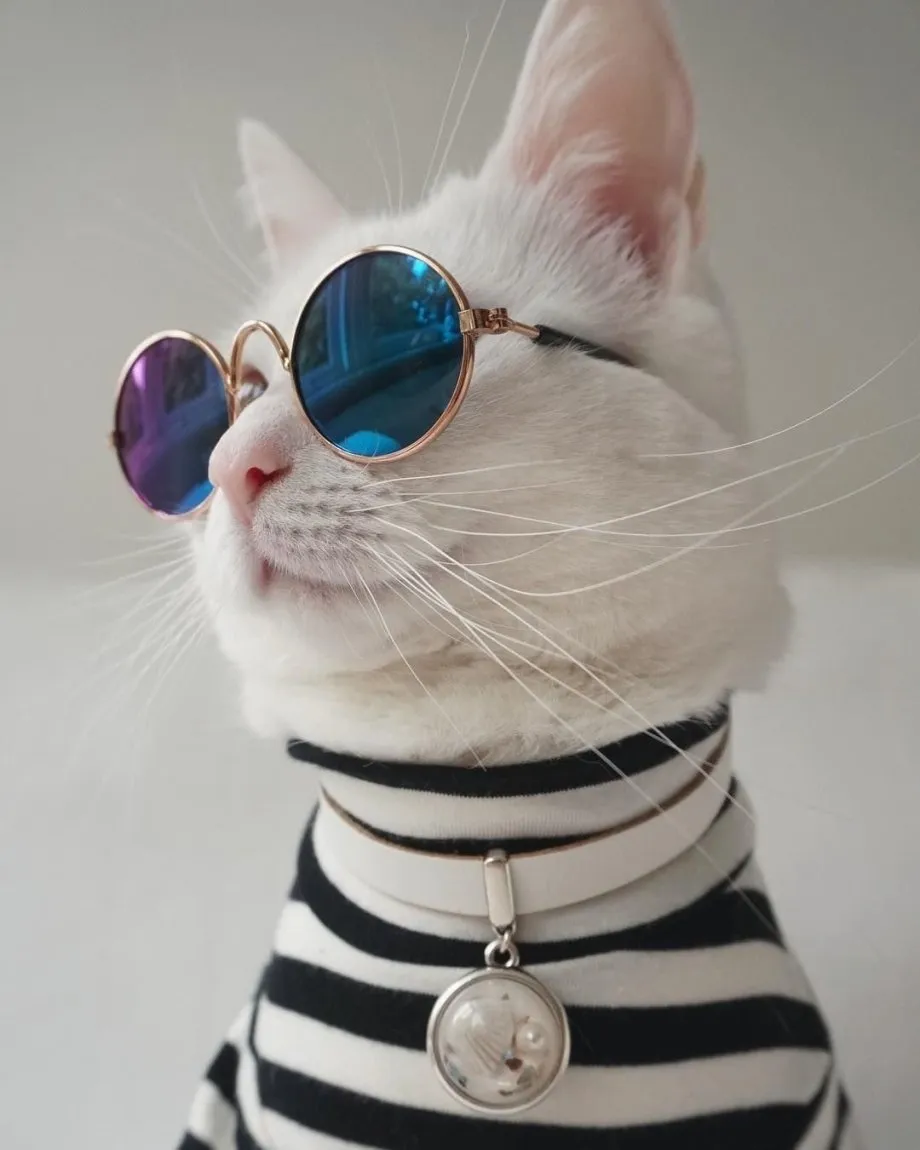 Крутые котики