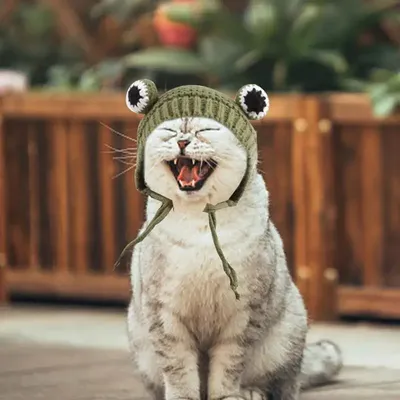 Вязаная шапка для кошек, милый теплый домашний питомец для холодной погоды,  шапка для кошек, щенков, вязаная шапка, смешной костюм для собак, домашних  животных, кошек, кроликов | AliExpress