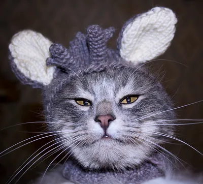 Кот в шапке | Пикабу