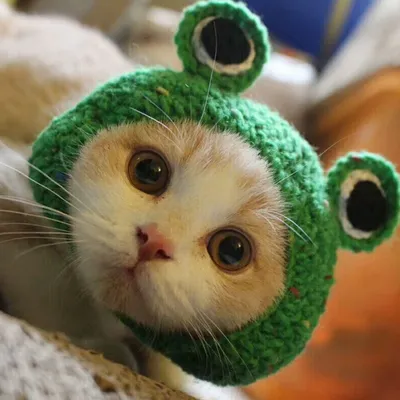 Вязаная Шерстяная Шапка для кошек, ручной работы, зима-осень шляпа для  животных | AliExpress