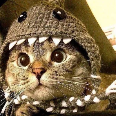 Кот в шапке с надписью \"кошка\" | Премиум Фото