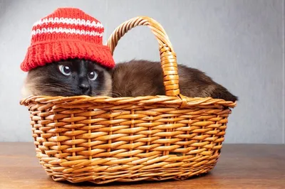 Рыжий кот в шапке в виде ананаса…» — создано в Шедевруме