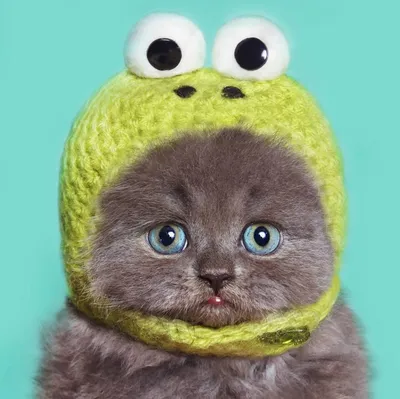 Котенок в шапке лягушки рисунок - 79 фото