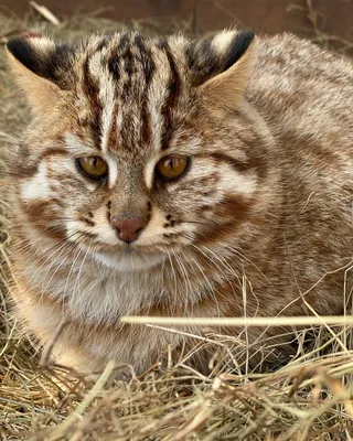 Дальневосточный лесной кот — Зоопарк Садгород