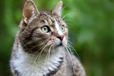 Откуда взялся тот самый зеленый кот и другие 50 удивительных фактов о  кошках - Новости Волковыска и района, газета \"Наш час\"