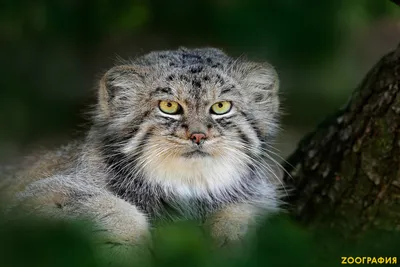 Амурский лесной кот появился в Московском зоопарке впервые за 30 лет /  Новости города / Сайт Москвы