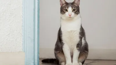 Косоглазый кот стал звездой Сети и обзавелся своей линейкой одежды —  05.02.2020 — В мире, Lifestyle на РЕН ТВ