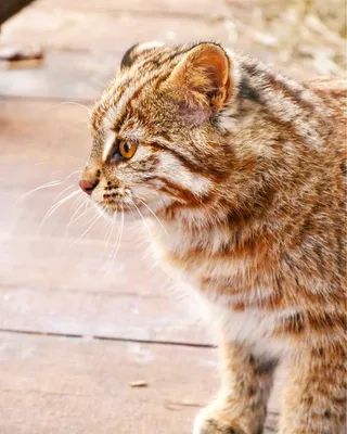 Кот на природе | Пикабу