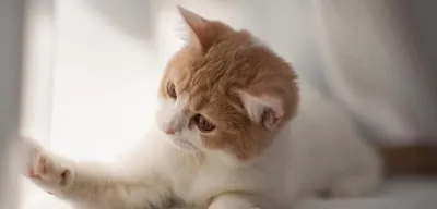 Подлинный портрет кота великого князя Московии — Википедия