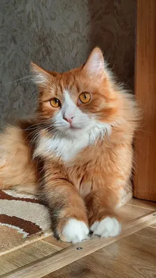 Знай свое место, краб!\": кот на задних лапах давит авторитетом -  25.11.2019, Sputnik Абхазия