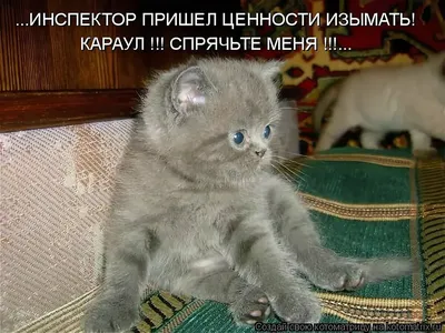 Значок с татарским принтом \"Коты\", металлический, 56 мм купить по цене 99 ₽  в интернет-магазине KazanExpress
