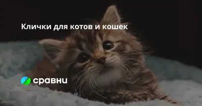 Котят с надписью