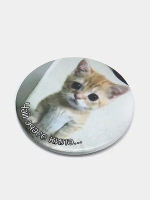 Свитшот с принтом кошки и легинсы песочного цвета Mayoral: купить за 2 966  руб. в Москве в интернет-магазине Babybug