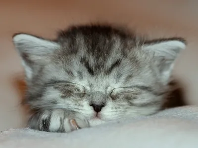 Котята на подушке, красиво, …» — создано в Шедевруме