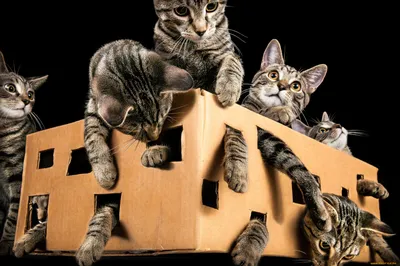 Милые котята скачать фото обои для рабочего стола