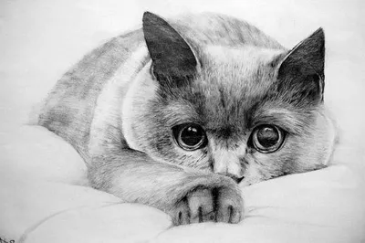 Картинки котиков для срисовки - 79 фото