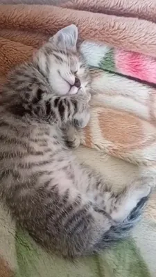Почему кот спит на подушке человека | О котах | Дзен