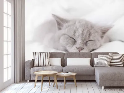 В объятьях Морфея: котенок спит и не реагирует на прикосновения - милейшее  видео - 17.06.2019, Sputnik Казахстан
