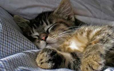 котенок спит на спине, как бревно Стоковое Фото - изображение насчитывающей  мило, шерсть: 225443044