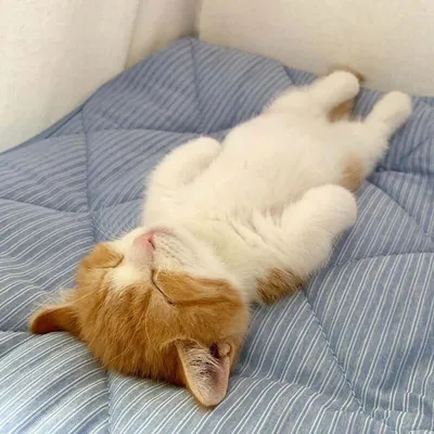 Как уложить спать котенка - Purina.ru
