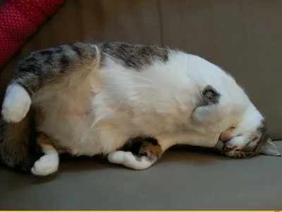 Найден котёнок, который спит по-человечески лёжа на спине