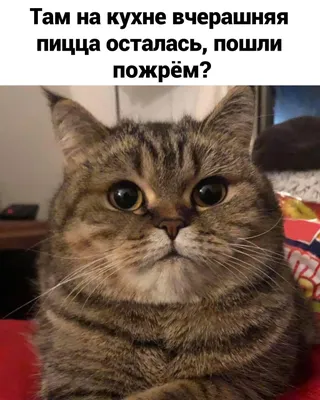 Кошки, котики, котята - очень милые ребята. Показываю интересные фото из  Яндекс.картинки с моими комментариями | Зинаида Павлюченко | Дзен