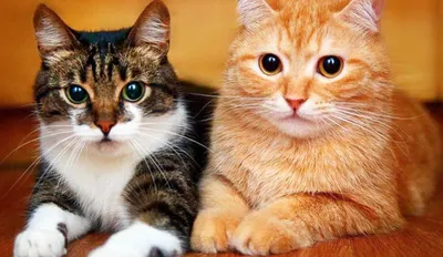 Милые котики. 100 наклеек – купить по лучшей цене на сайте издательства  Росмэн