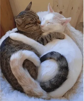 10+ кошек, которые любят обнимашки так же, как и мы