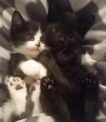 две красивые кошки мама и котёнок обнимаются в постели Стоковое Изображение  - изображение насчитывающей мило, прелестное: 267859193