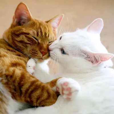 Коты обнимаются картинки (50 фото) » Юмор, позитив и много смешных картинок