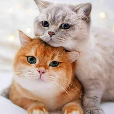 Wallpaper „Cat“ / Обои „Кот“ | Милые котики, Очаровательные котята, Кошачьи  фотографии