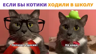 Кошки и коты. Факты и информация о котах и кошках