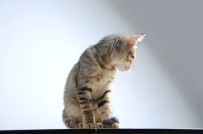Когтеточка для кошек подвесная Trixie, 18 х 78 см | Купить в зоомагазине  murchyk.com.ua