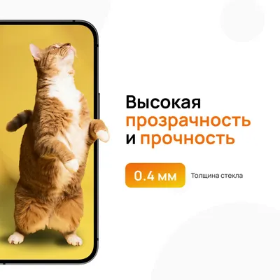 Выставка кошек СПб | IntenSity - питомник кошек в Санкт-Петербурге