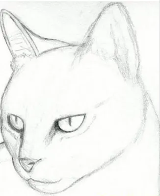 Рисунки для срисовки карандашом котики - 44 фото