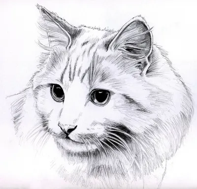 Красивые рисунки для срисовки котик що говорить (25 шт)