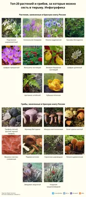 Топ-20 растений и грибов, за которые можно сесть в тюрьму. Инфографика |  Природа | Общество | Аргументы и Факты